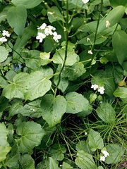 Cardamine cordifolia
