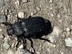 Cremastocheilus crinitus