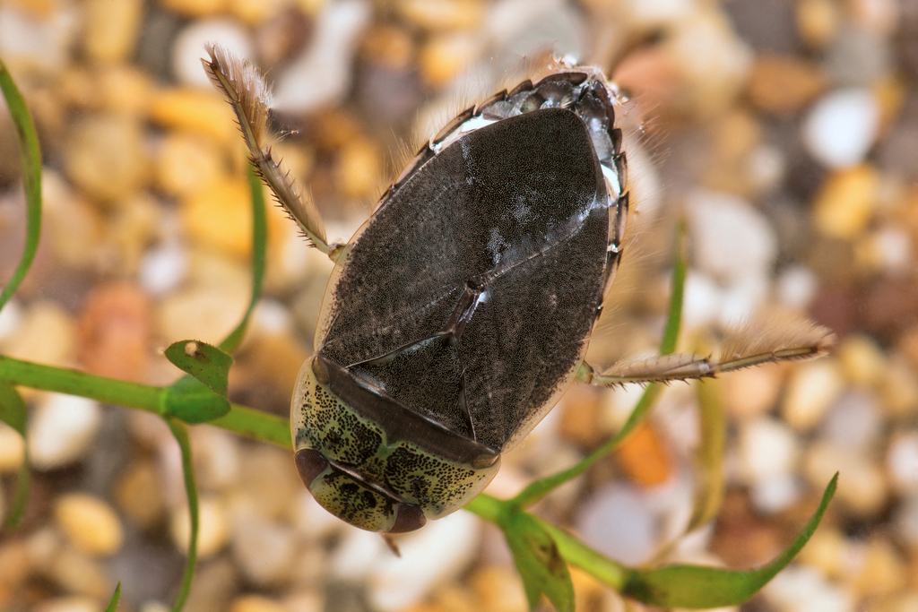 saucer bug, photo 1 of 10