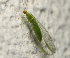 Chrysopodes collaris