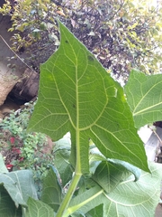 Smallanthus sonchifolius