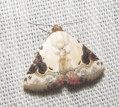 Eublemma ecthaemata