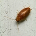 Florida Beetle Cockroach - Photo (c) Mike Ostrowski, some rights reserved (CC BY-SA), uploaded by Mike Ostrowski