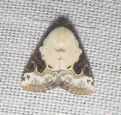 Eublemma ecthaemata
