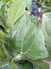 Smallanthus sonchifolius