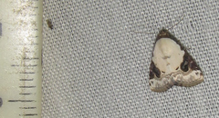 Eublemma ecthaemata