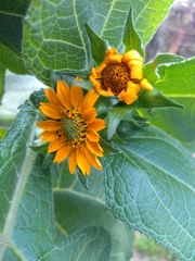 Smallanthus sonchifolius