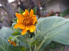Smallanthus sonchifolius