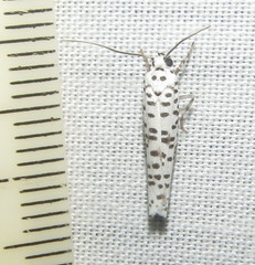 Yponomeuta strigillatus