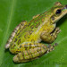 Porthole Tree Frog - Photo (c) victor_jimenez_arcos, some rights reserved (CC BY-NC-ND), uploaded by victor_jimenez_arcos
