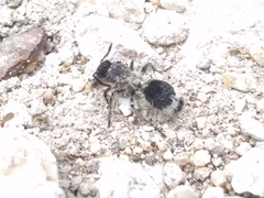 Dasymutilla melancholica
