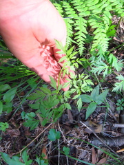 Ligusticum apiifolium