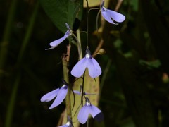 Utricularia leptoplectra