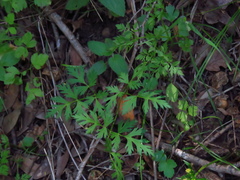Ligusticum apiifolium