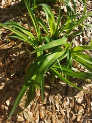 Hymenocallis liriosme