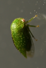 Smiliini