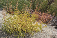 Ambrosia ambrosioides