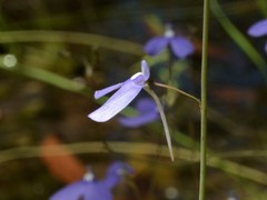Utricularia leptoplectra