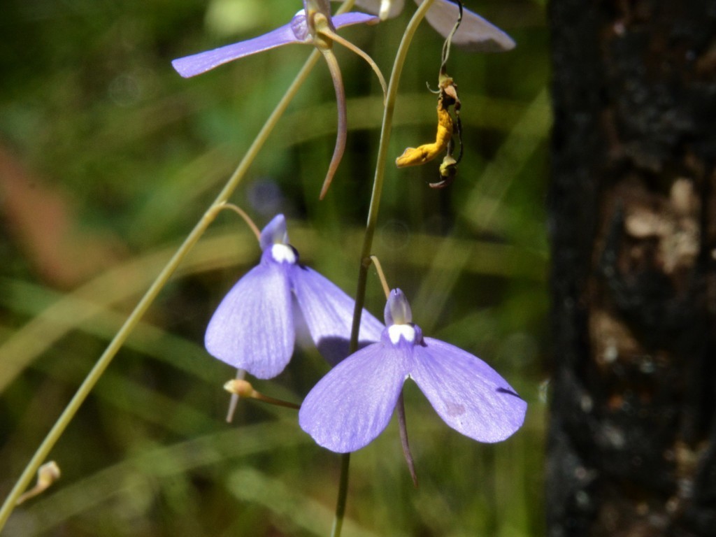 Dragonfly Bladderwort
