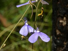 Utricularia leptoplectra