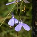 Utricularia leptoplectra - Photo (c) Zig Madycki, vissa rättigheter förbehållna (CC BY-NC-ND), uppladdad av Zig Madycki