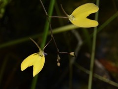 Utricularia leptoplectra