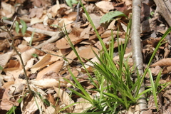 Carex arctata