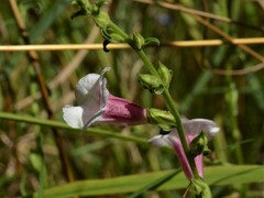 Centranthera cochinchinensis