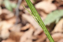 Carex arctata