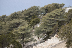 Cedrus libani