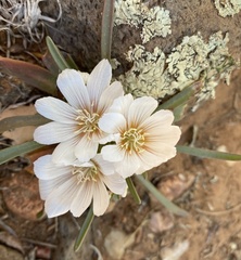 Lewisia brachycalyx