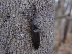 Paractenicera fulvipes