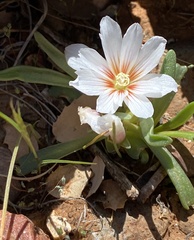 Lewisia brachycalyx