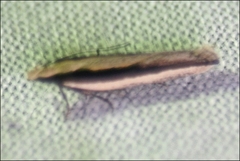 Ardozyga chionoprora