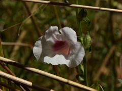 Centranthera cochinchinensis