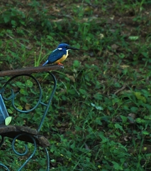 Alcedo semitorquata
