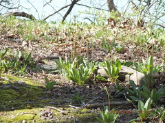 Primula meadia