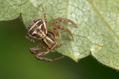 Xysticus ulmi