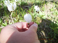 Primula meadia