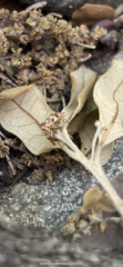 Tropidosteptes quercicola