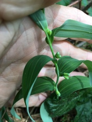 Polygonatum biflorum biflorum