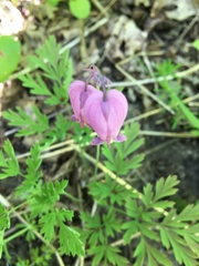 Dicentra formosa formosa