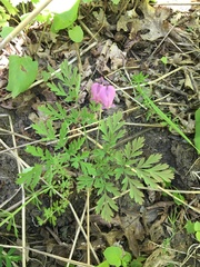 Dicentra formosa formosa