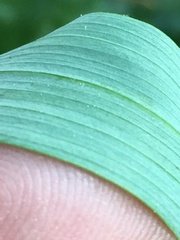 Polygonatum biflorum biflorum