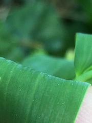Polygonatum biflorum biflorum