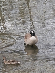 Branta canadensis