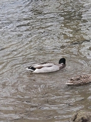 Branta canadensis