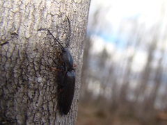 Paractenicera fulvipes