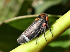 Eurymeloides lineata