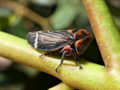 Eurymeloides lineata